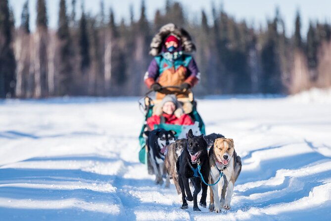 private-guided-dog-sledding-on-the-historic-yukon-quest-trail