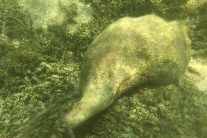 private-guided-kayak-or-sup-eco-adventure