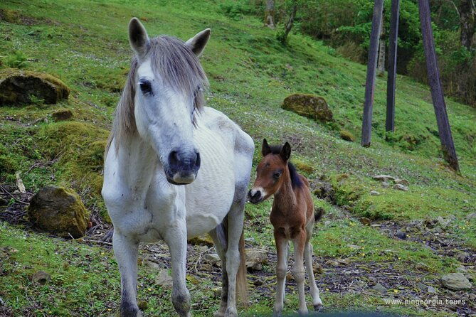 private-hiking-tour-to-mtirala-national-park-from-batumi-2