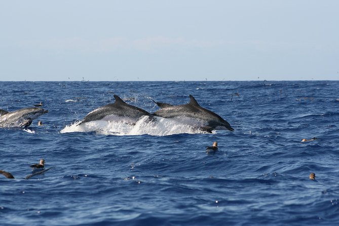 private-historical-wildlife-and-dolphin-cruise-south-padre-island