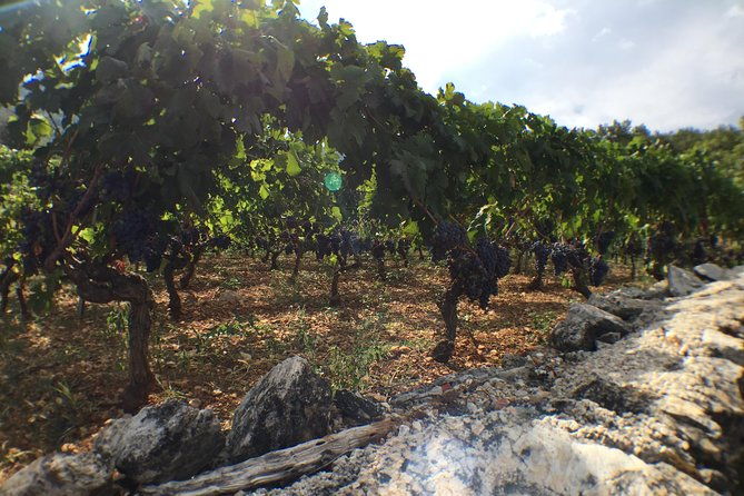 private-hvar-wine-tasting-tour