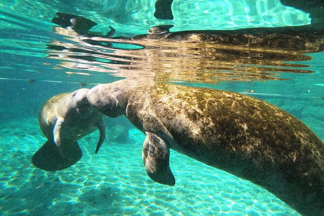 private-manatee-snorkeling-tour