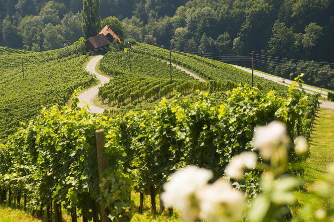private-maribor-ptuj-wine-road-from-ljubljana
