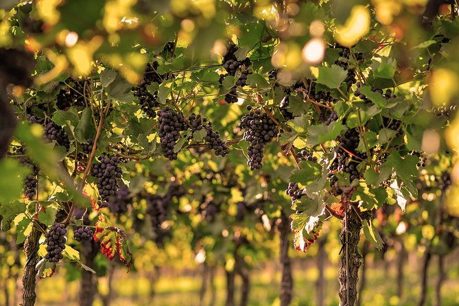 private-outdoor-escape-game-tuniberg-eduardo-the-wine-secret