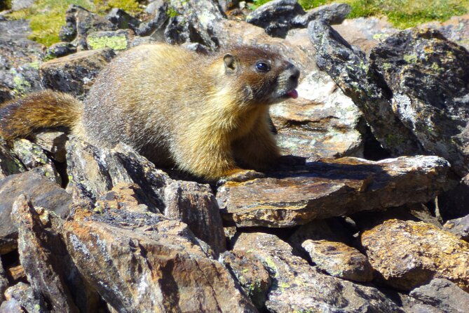 private-rocky-mountain-national-park-6-hour-tour