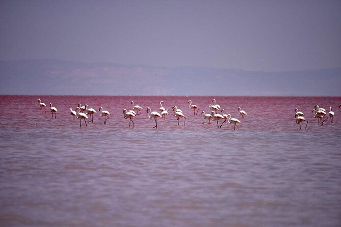 private-salt-lake-tour
