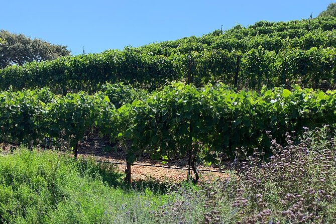private-santa-ynez-wine-tour-all-inclusive