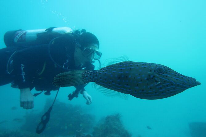 private-scuba-diving-expert-led-excursion-training-with-tour