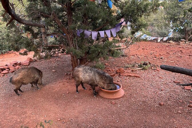 private-sedona-tour-in-a-luxury-suv-and-local-guide