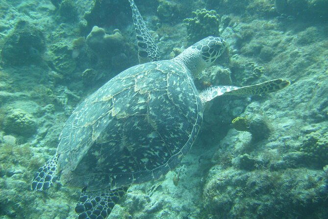 private-st-maarten-cruise-hakuna-matata-catamaran