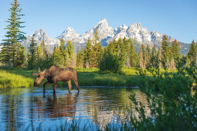 private-sunset-4-hour-grand-teton-wildlife-adventure