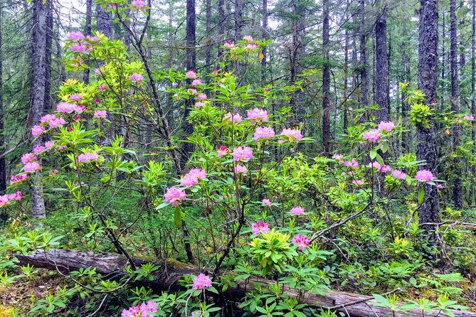 private-tour-at-the-hood-columbia-loop-timberline-orchards-and-waterfalls
