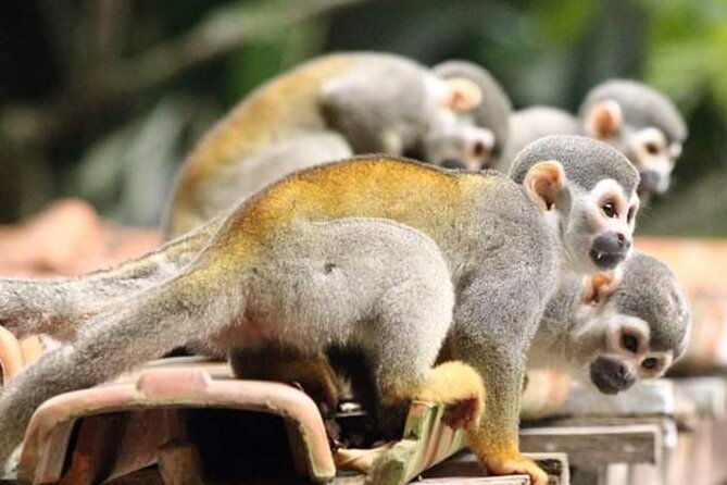 private-tour-at-the-zoo-and-science-forest-in-manaus