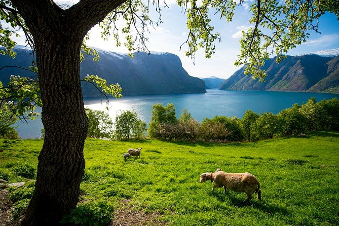 private-tour-bergen-to-oslo-naeroyfjord-cruise-flam-railway