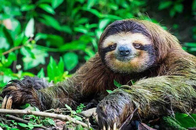 private-tour-to-monkey-island-and-sloth-sanctuary-in-gamboa