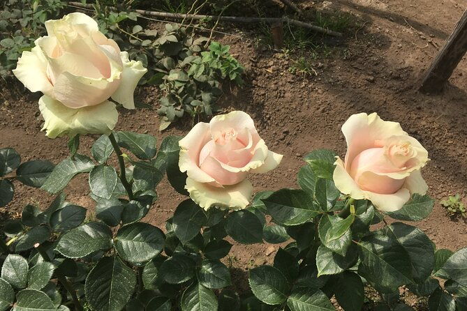 private-tour-to-papallacta-hot-springs-with-optional-visit-to-rose-plantation