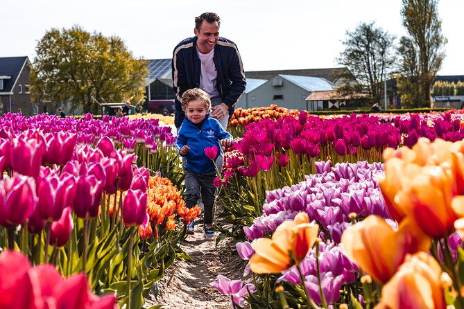 private-tulip-fields-windmills-and-cheese-tour-from-amsterdam