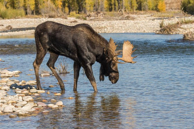 private-upper-loop-tour-of-yellowstone-national-park