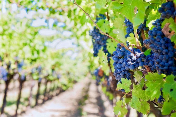 private-valpolicella-day-trip-from-venice-wine-tasting-and-verona