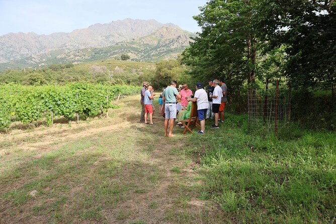 private-wine-tasting-tour-around-ile-rousse-and-calvi-3