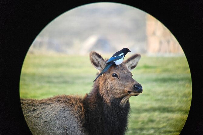 private-winter-wildlife-tour-and-wolves