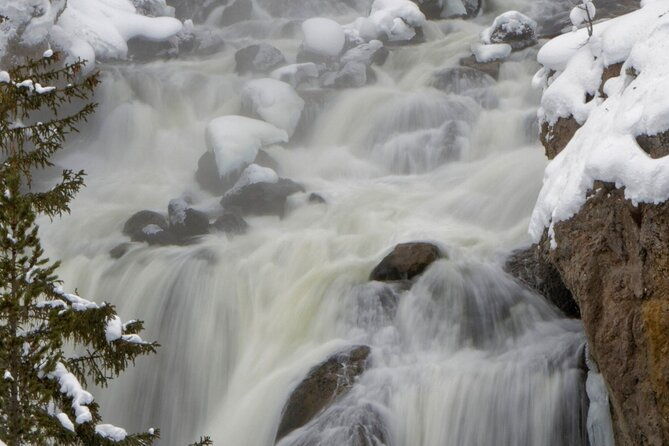 private-yellowstone-winter-wolf-watching-and-wildlife-safari