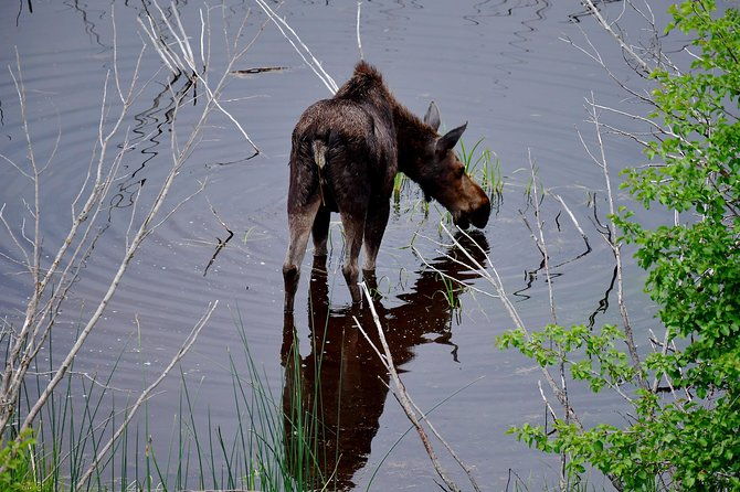 private-yellowstone-wolf-watching-wildlife-safari-lunch