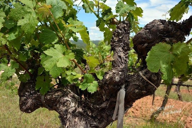 provence-private-full-day-wine-tour-with-wine-tasting