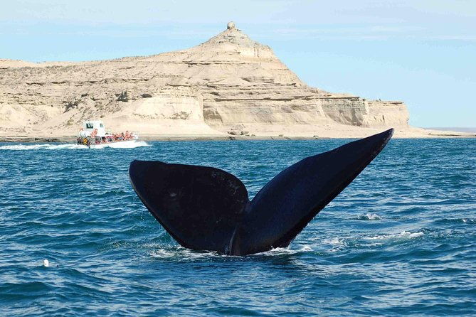 puerto-madryn-peninsula-valdes-national-park-day-trip