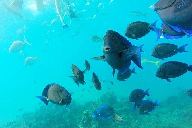 puerto-plata-shore-excursion-snorkeling-tour-sosua-beach-day