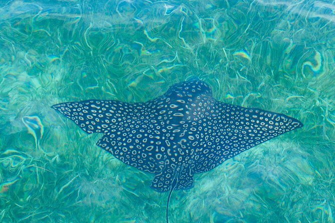 punta-canas-best-private-catamaran-bbq-snorkeling-paradise