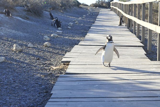 punta-tombo-penguin-colony-from-puerto-madryn-with-optional-toninas-watching