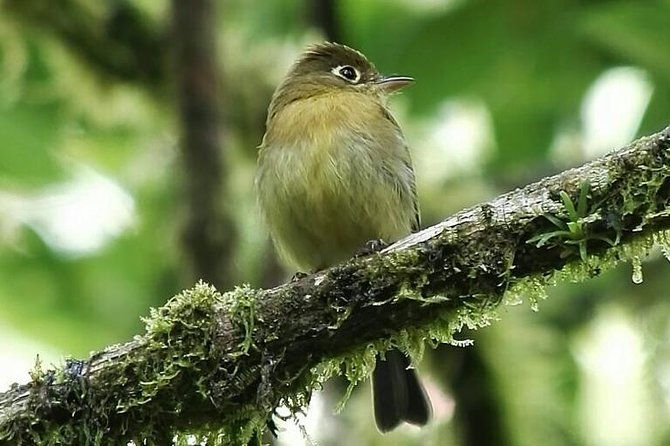 quetzal-birdwatching-experience-at-san-gerardo-de-dota-group-tour