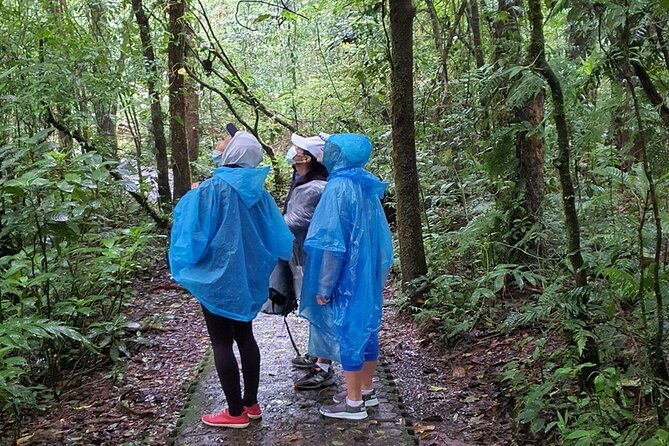 rain-forest-monteverdehanging-bridges-slothsbirds-watching