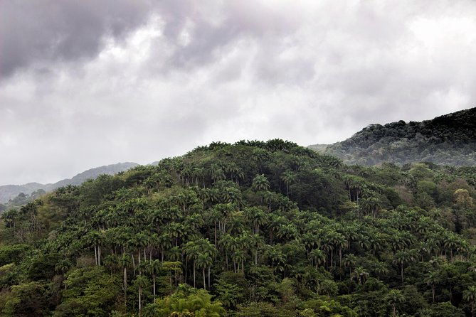 rainforest-tour