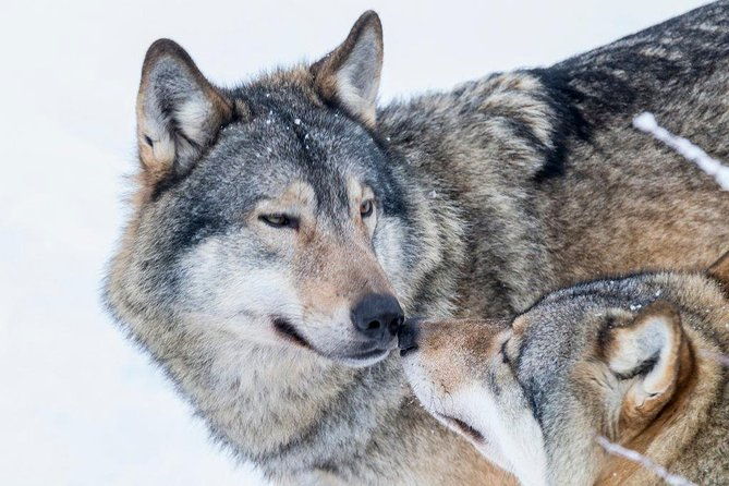 ranua-wildlife-park-day-visit-the-arctic-animals