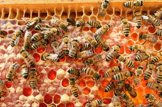 reagans-honey-beekeeping-adventure