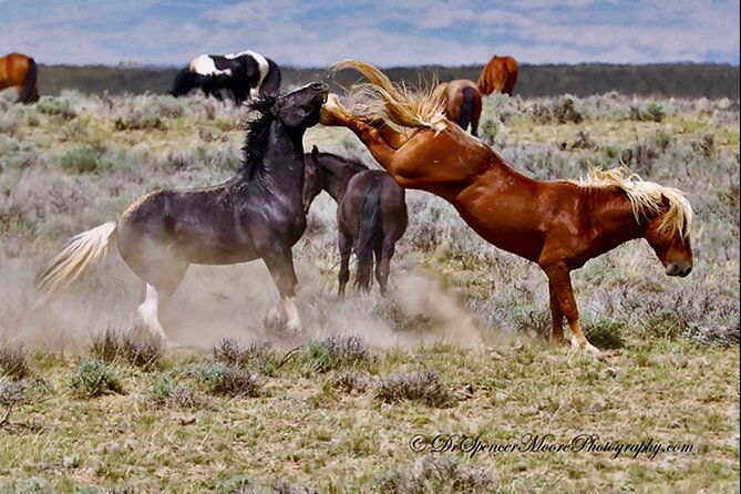 red-canyons-best-of-the-wild-west-wild-mustangrafting-adventure-2