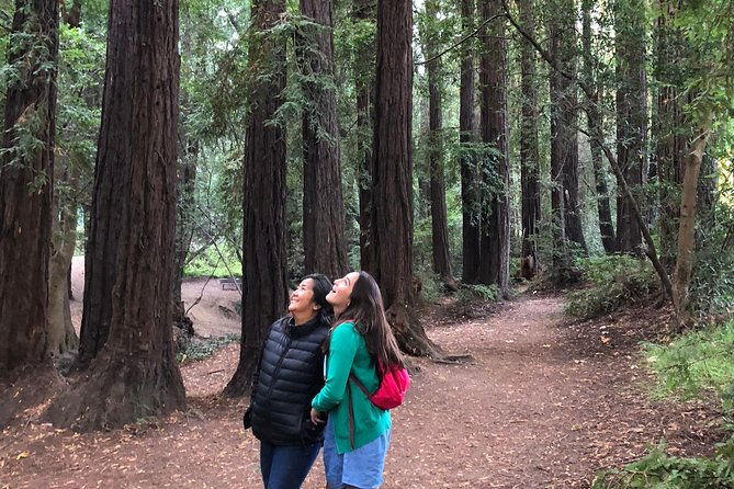 redwoods-of-marin-and-mt-tamalpais-walking-tour-with-local-guide