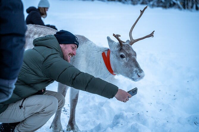reindeer-sledding-feeding-and-sami-culture-at-reindeer-farm