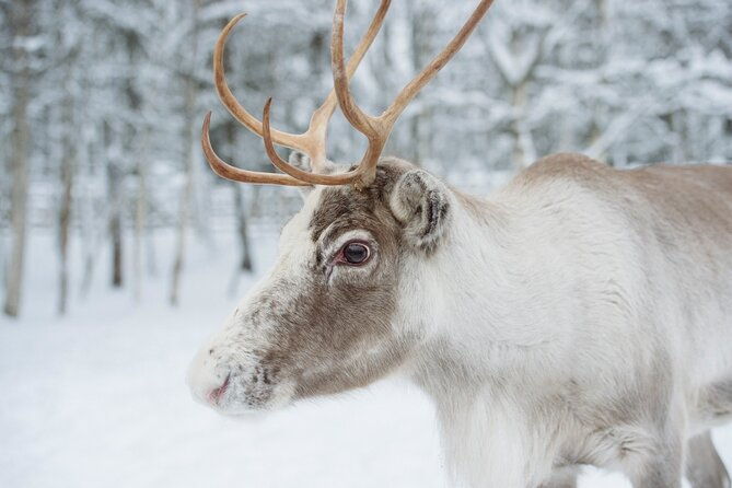 reindeer-sleigh-ride-and-farm-experience-from-rovaniemi