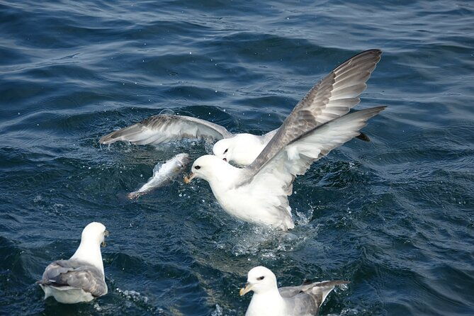 reykjaviks-finest-catch-guided-sea-angling-tour-for-all-levels