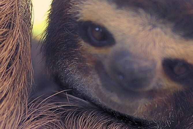 rio-celeste-expedition-discovering-natures-treasures-and-sloths