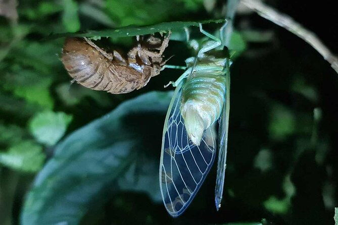 rio-celeste-nature-night-walk
