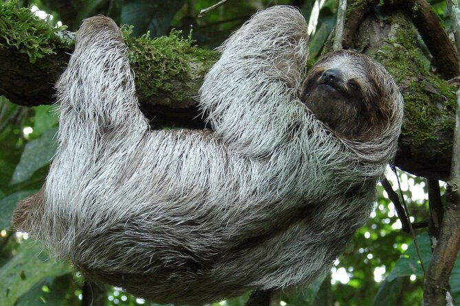 rio-celeste-waterfall-and-sloth-sactuary-full-day-tour-with-lunch
