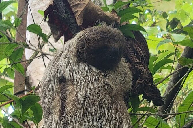 rio-celeste-waterfall-peace-tree-encounter-sloth-adventure