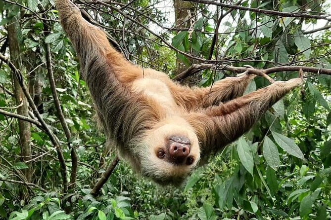 rio-celeste-waterfalls-volcano-and-sloths