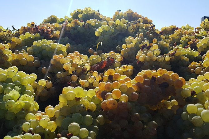 rioja-full-experience-tour-from-san-sebastian-with-lunch