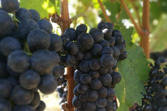 rioja-wine-private-tour-from-san-sebastian