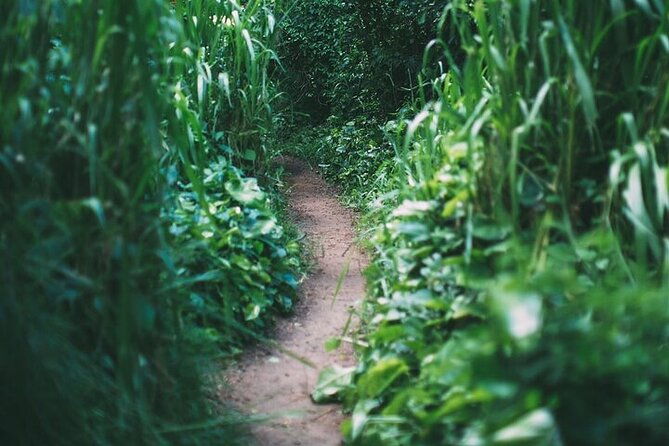 road-to-hana-tour-with-go-pro-10-videography